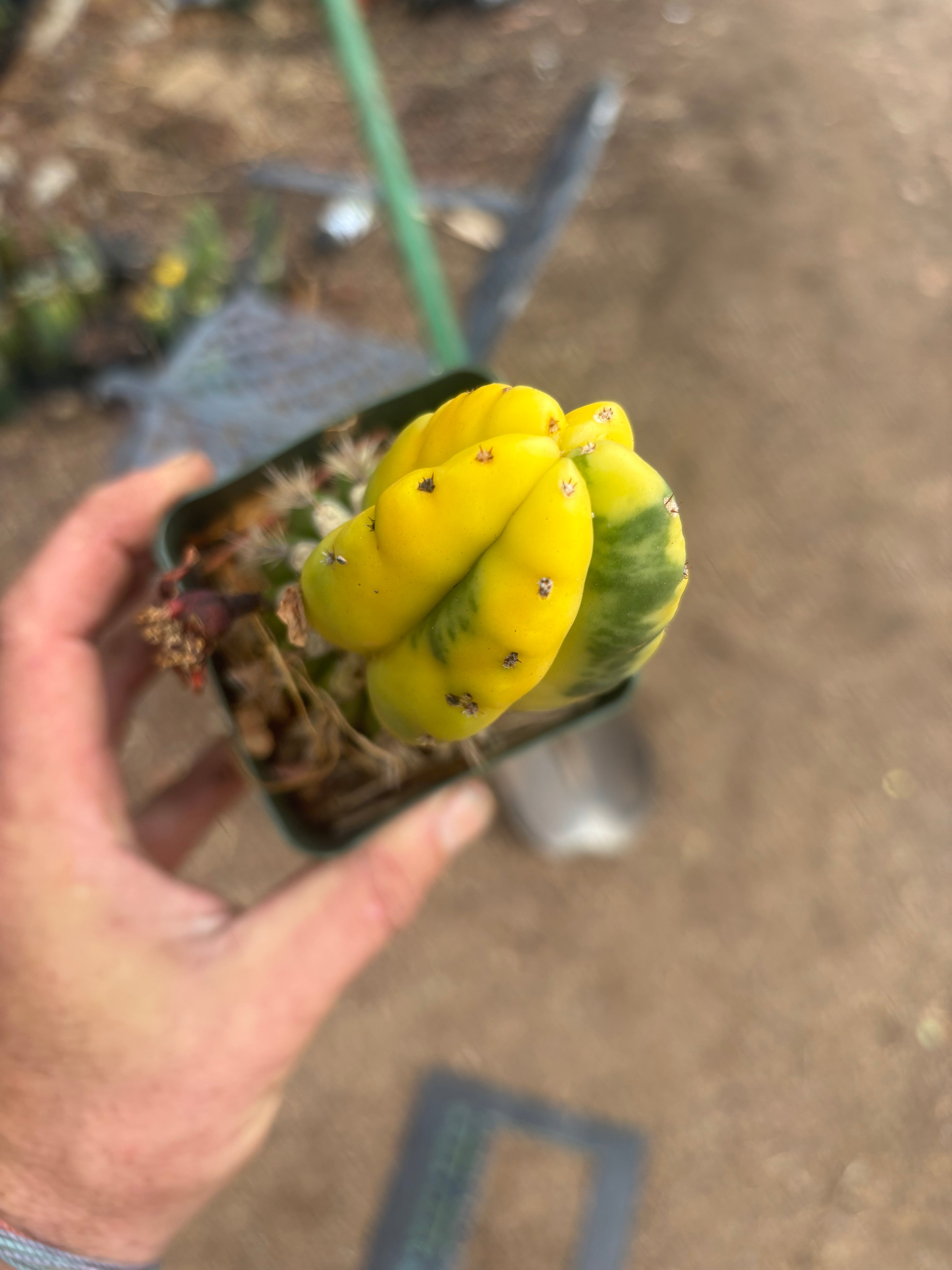 💎🔰 Ferah x Velvet, Vari #2 (FVV2) — Rooted Tip Graft