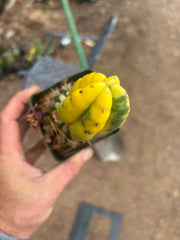 💎🔰 Ferah x Velvet, Vari #2 (FVV2) — Rooted Tip Graft