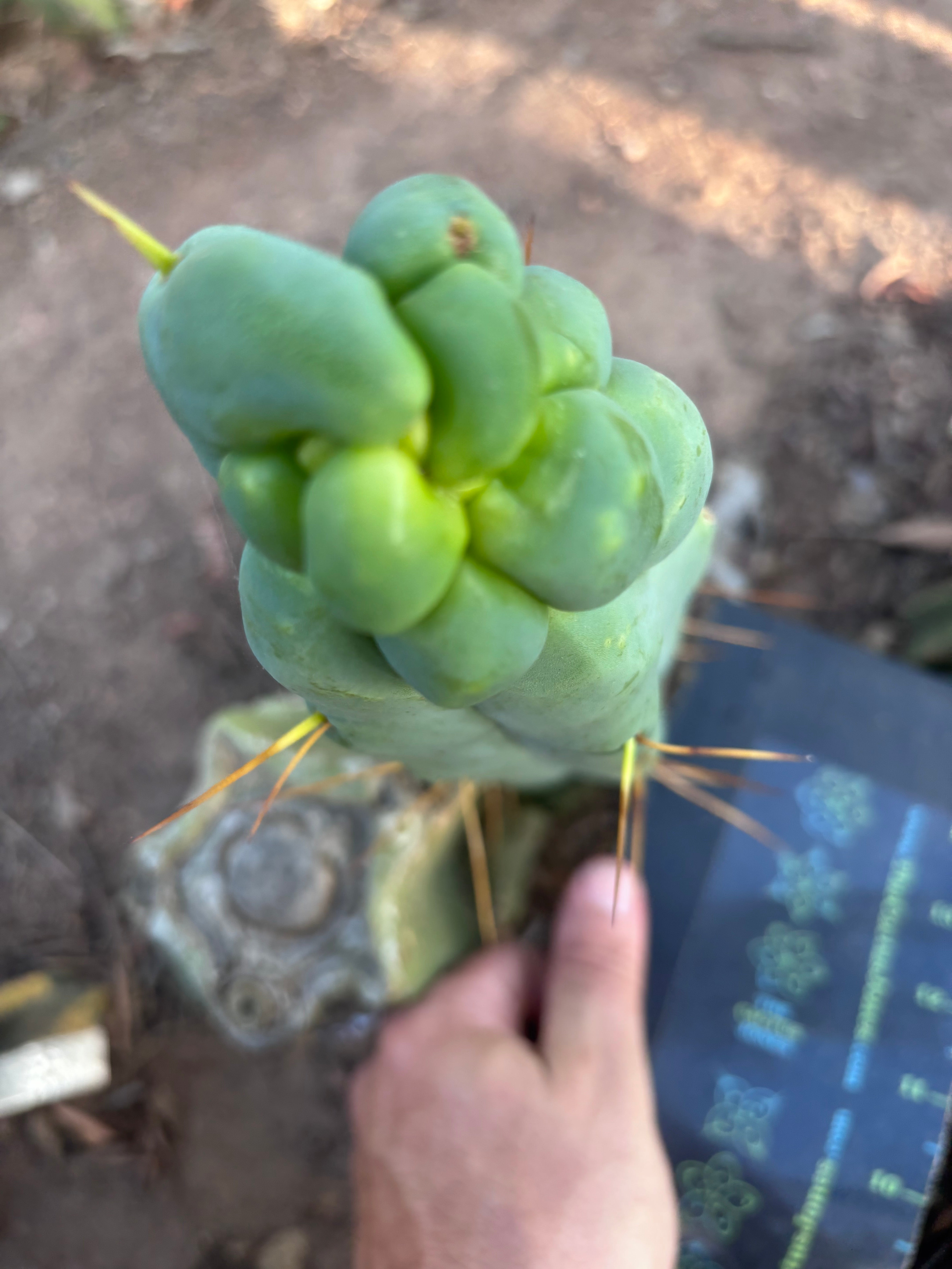 👑🌶️ Caballero — 9” Tip