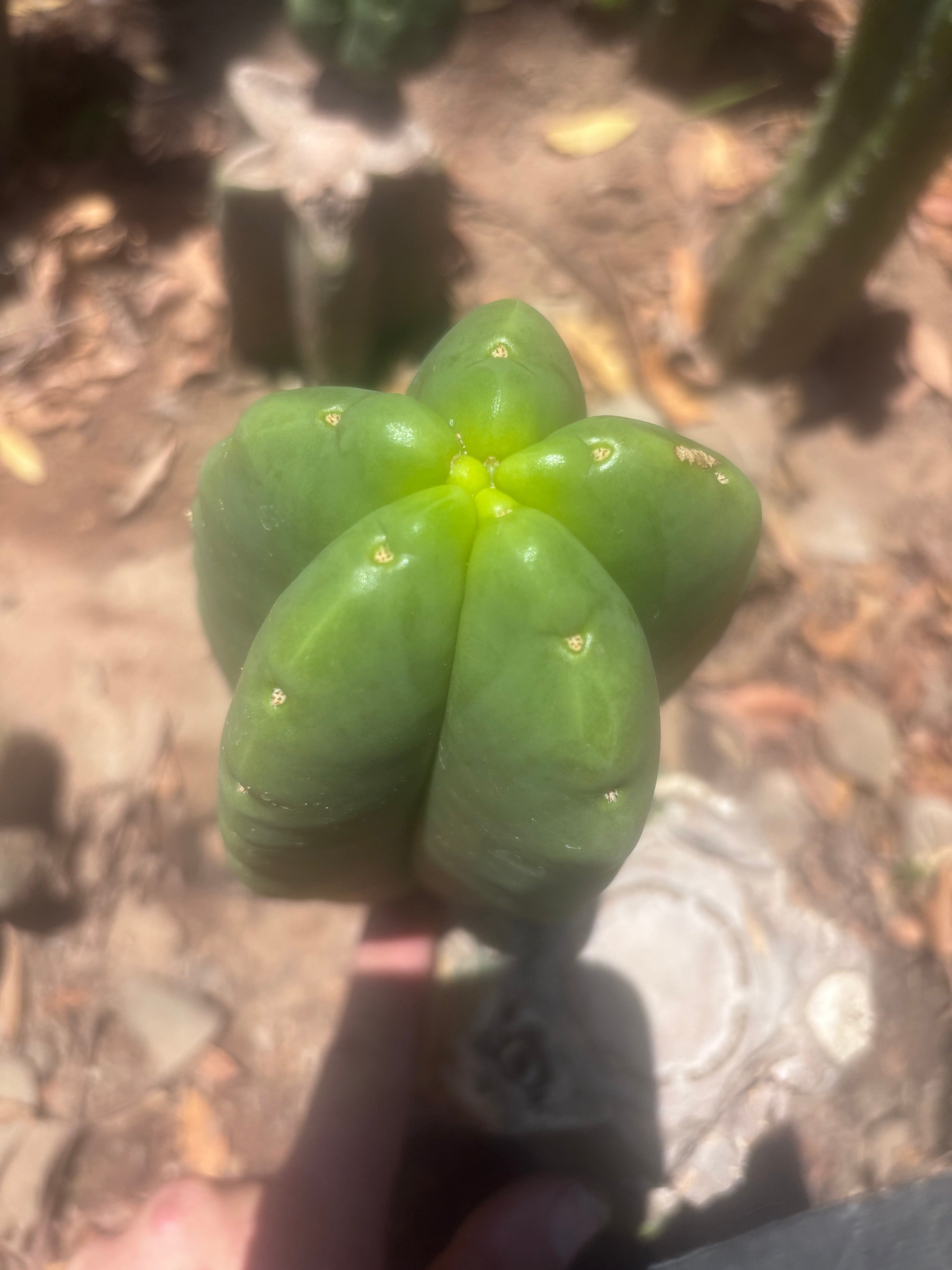 💎👑💎🌶️ Ferah — Fat 7.5” Pup