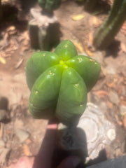 💎👑💎🌶️ Ferah — Fat 7.5” Pup