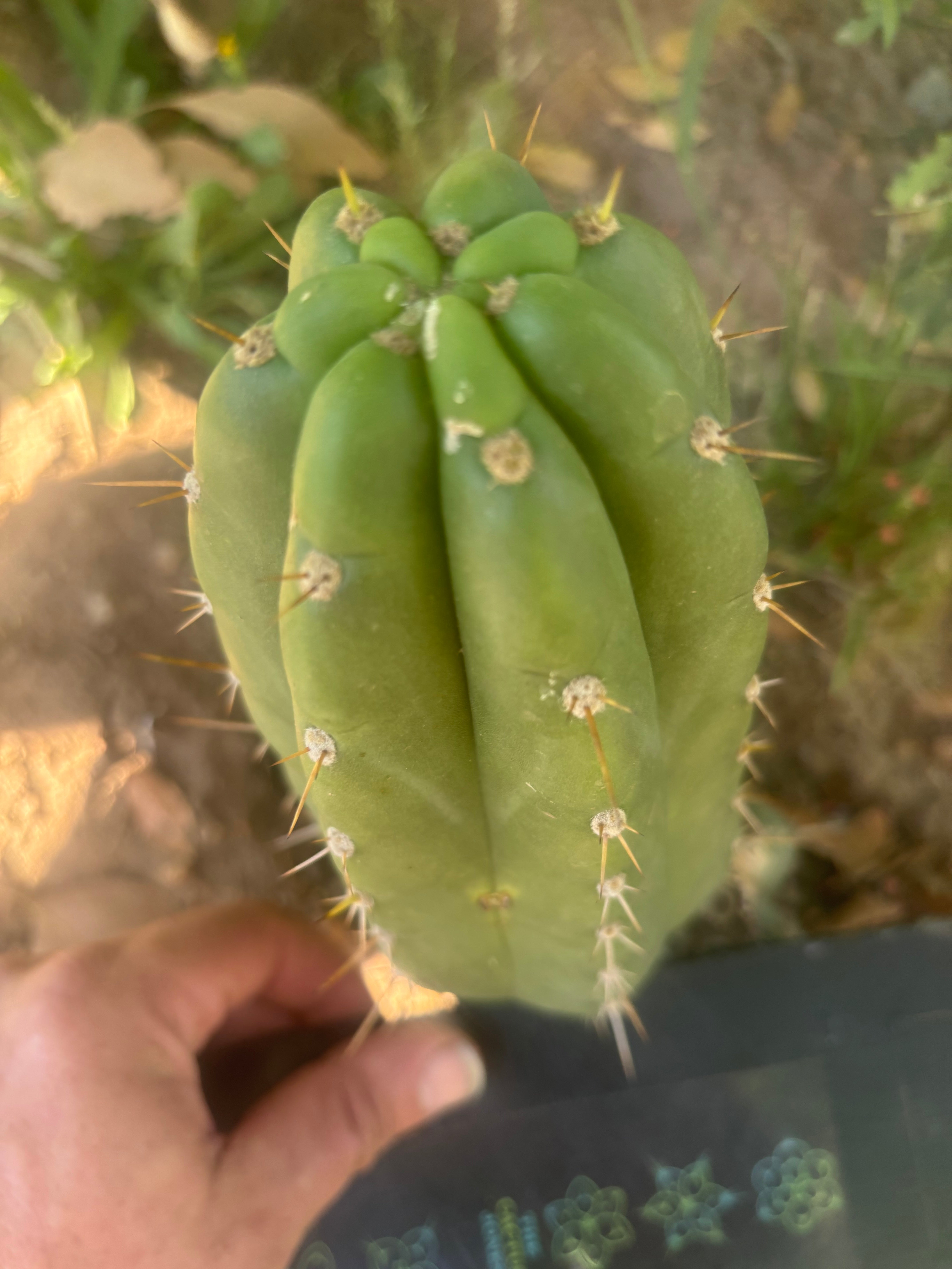 💎👑🌶️ Maranonensis — Chonky 8” Pup