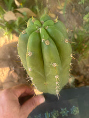💎👑🌶️ Maranonensis — Chonky 8” Pup