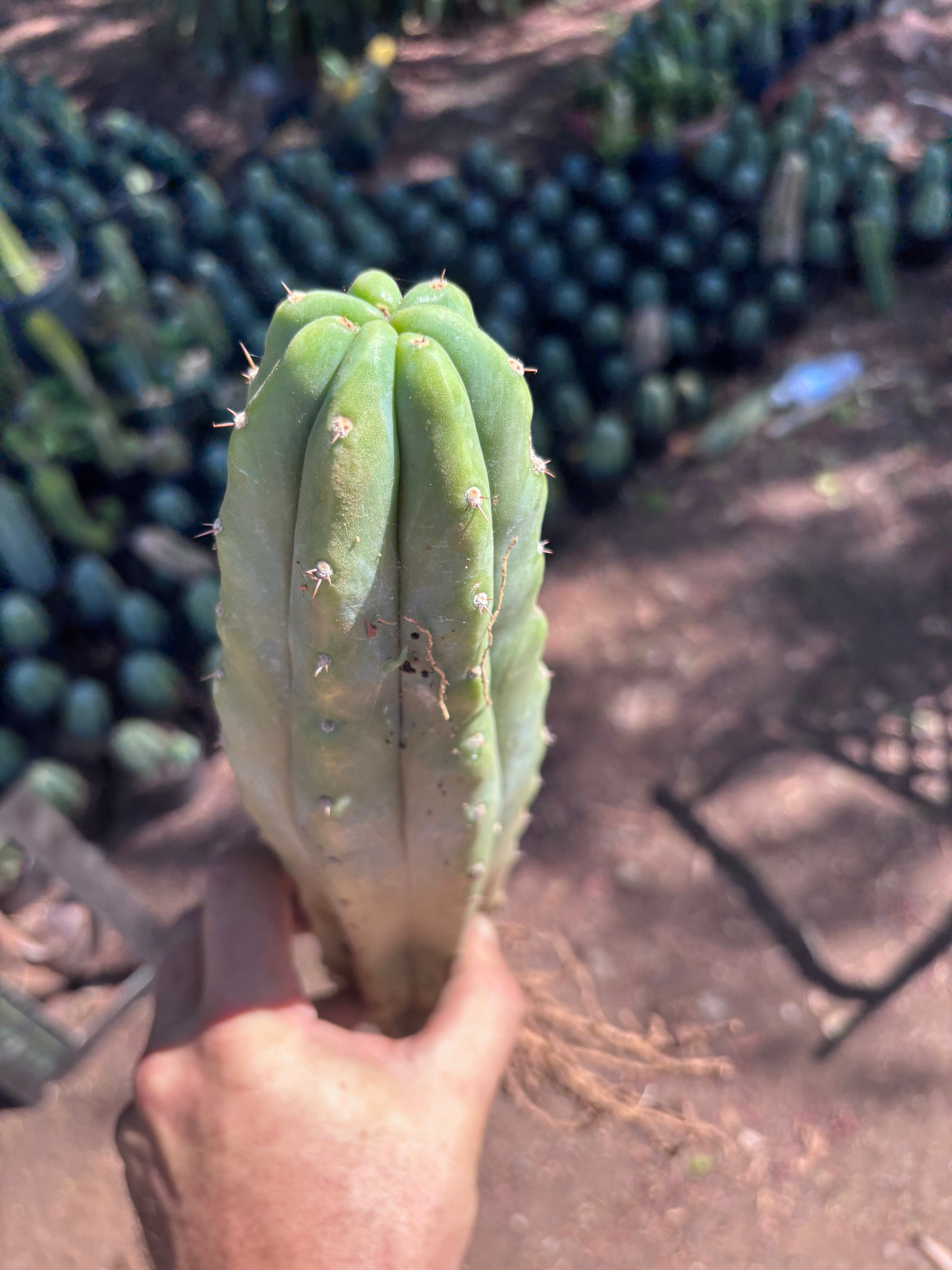 👑🌶️🌶️ Landfill — XL Rooted 16”