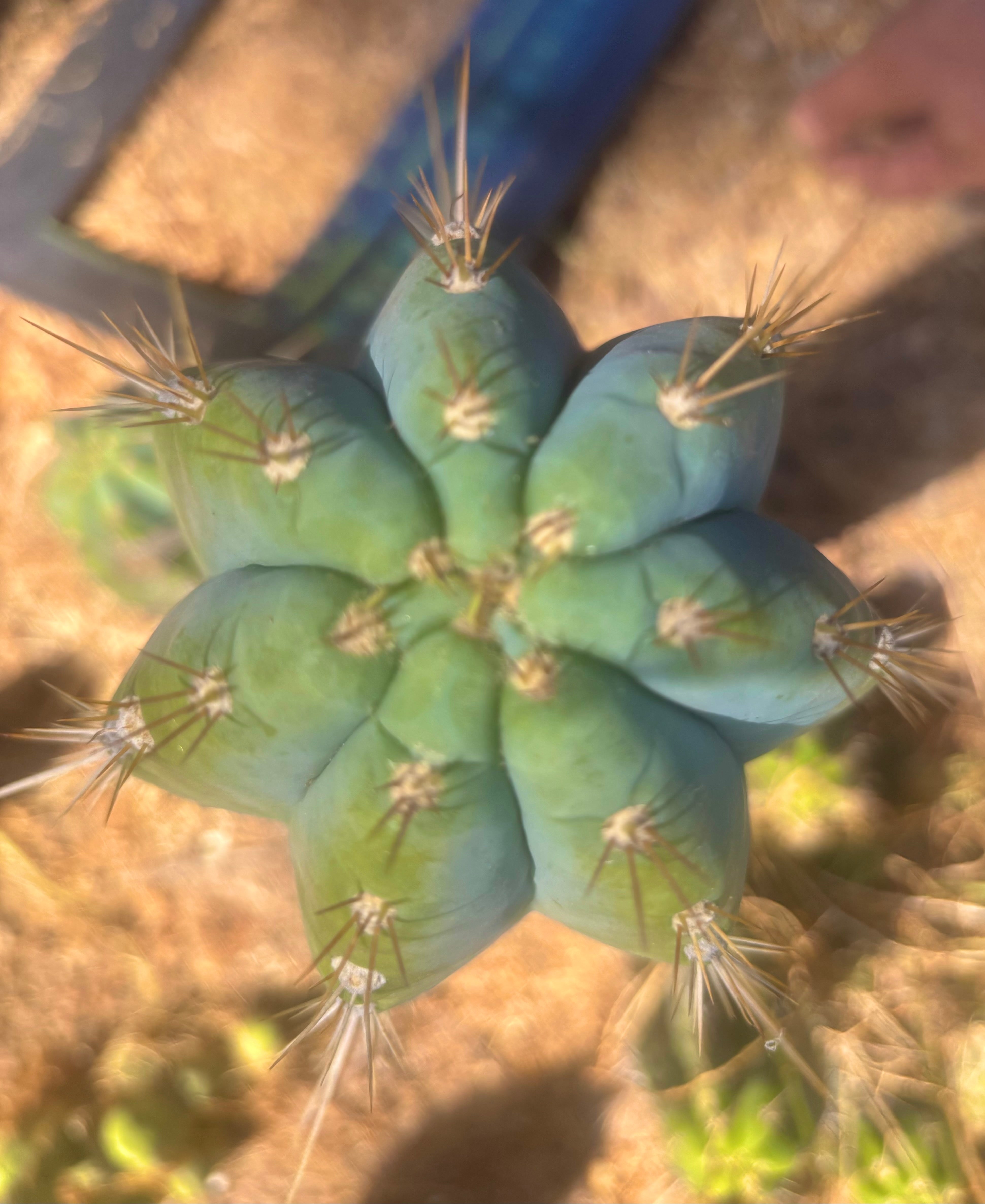 👑💎 Rimac — XXL 17” Melon Pup