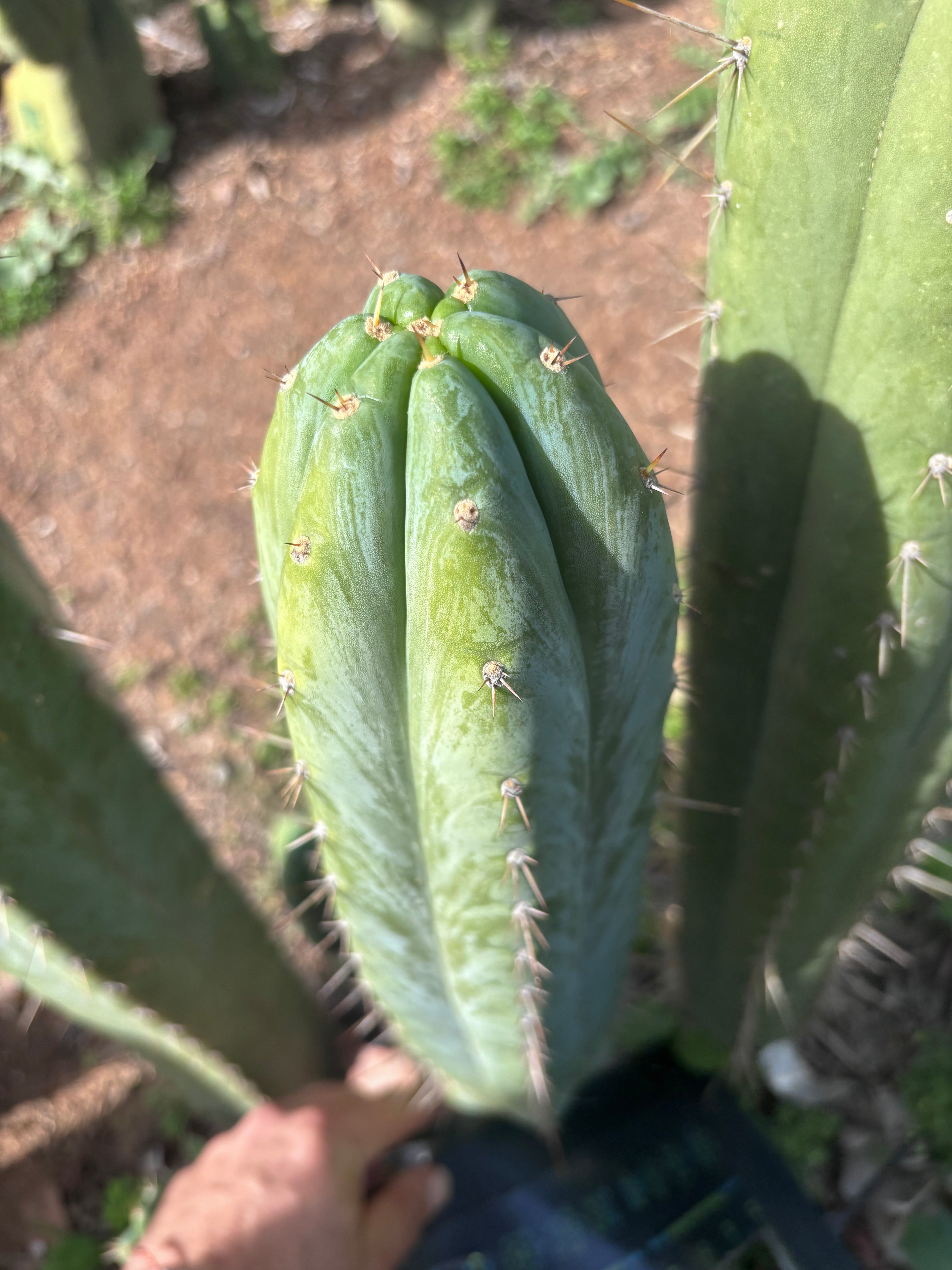 💎👑🌶️ Kimnach — Beefy XL 15” Pup