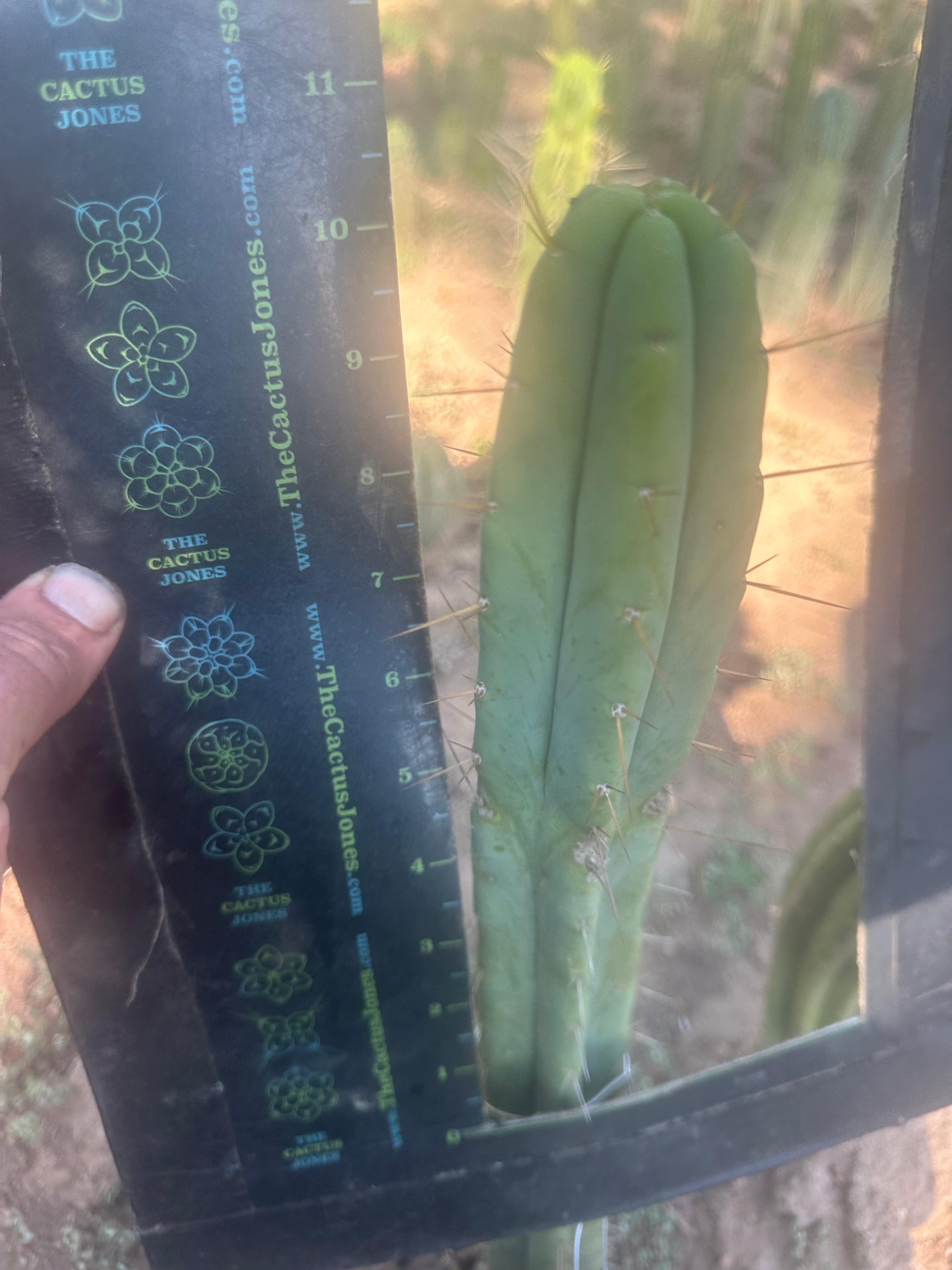 👑🌶️ Exotic Gardens — 10” Tip