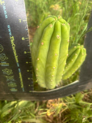 Custom Listing for Jeff H