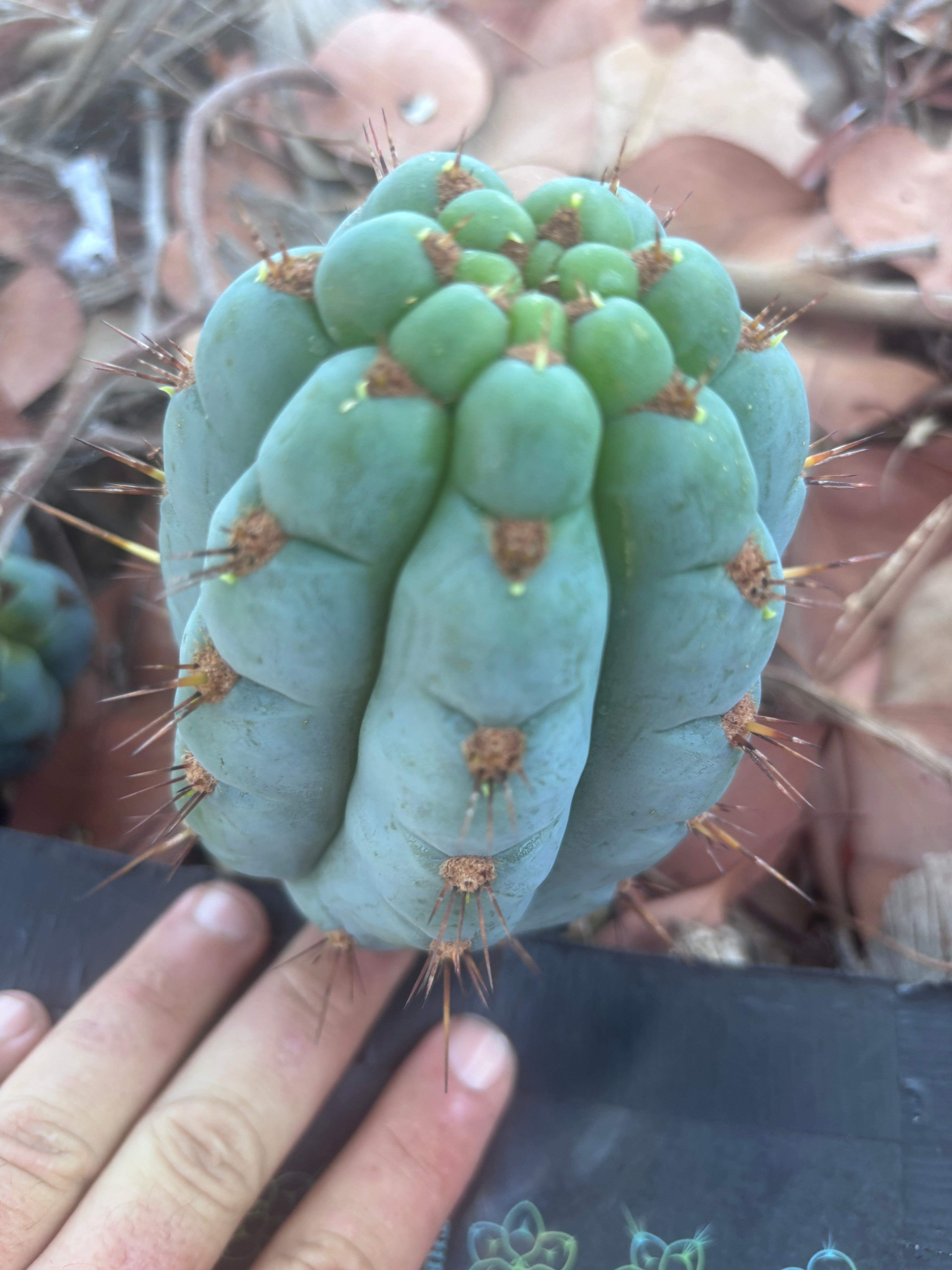 💎👑 Papa Smurf — 6” Grenade