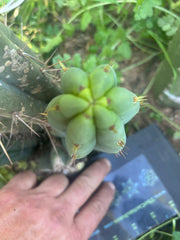 💎👑🌶️🌶️ Austy’s Bomb — 7” Tip