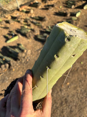 👑🌶️🌶️  Jiimz Twin — Fully Rooted Stump