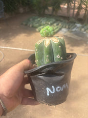 💎🌶️🌶️ NOM — Pup Graft On Rooted Shine01