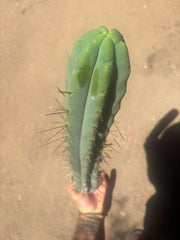 👑🌶️🌶️ Eileen — XL 16” Pups — 3 Identical in Stock