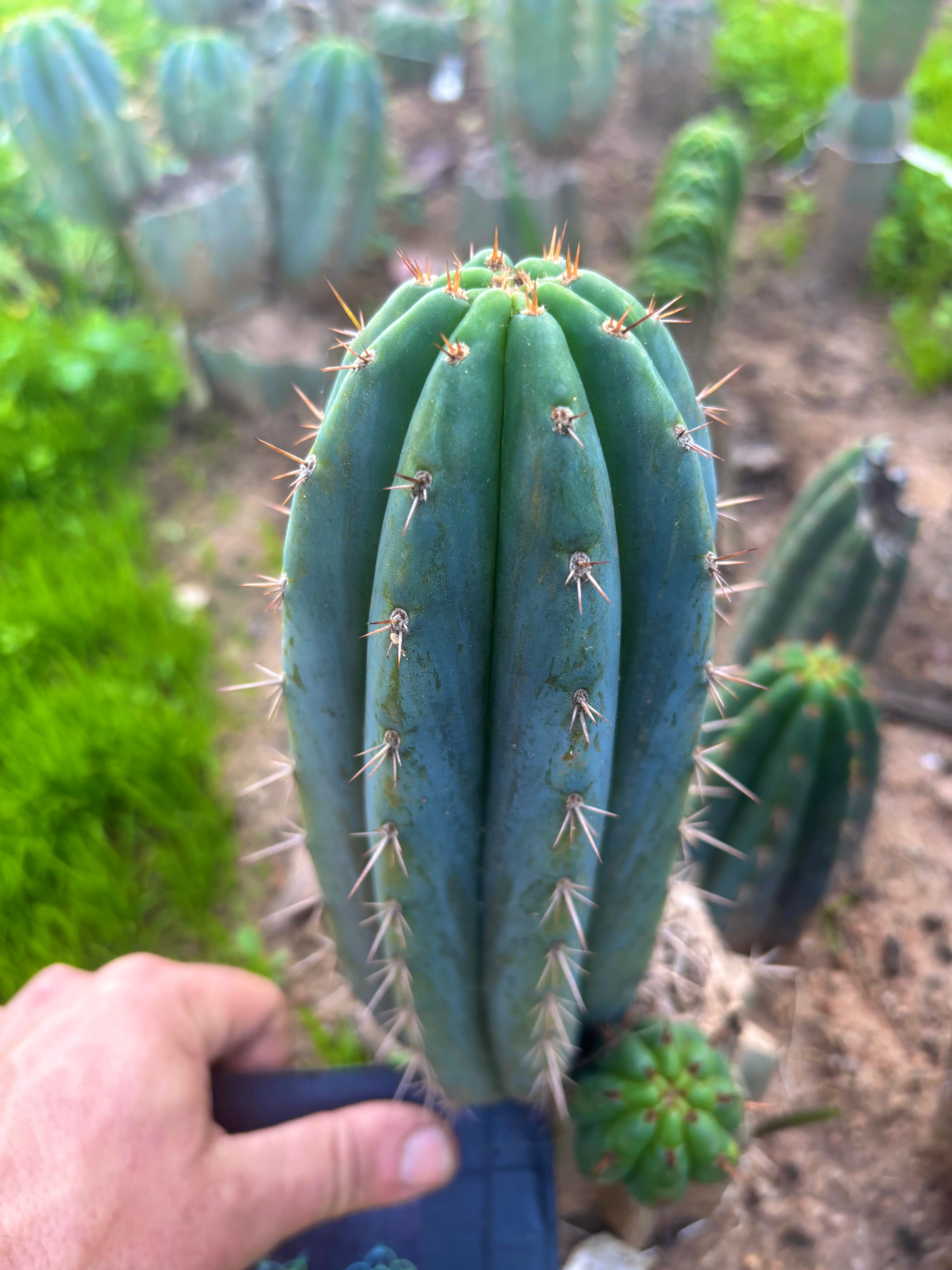 💎👑 Ferret — Another 9” Pup