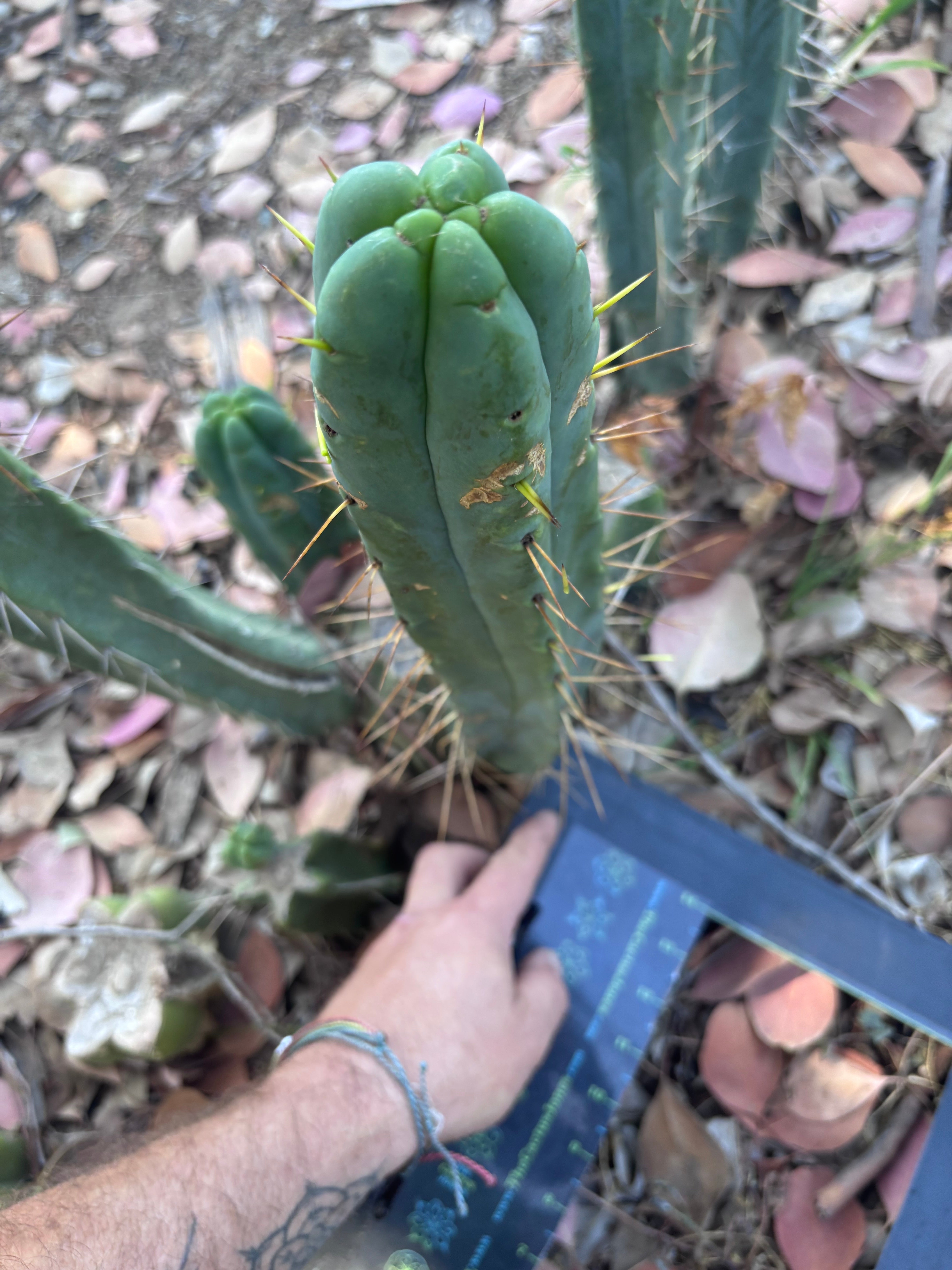👑🌶️ BBB —  XL 15” Pup