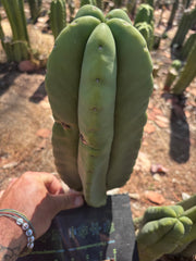 👑🌶️ Zulk — XL FAT 12” Pup