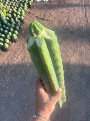 💎👑💎 Havran — Graft on Massive XL Stock