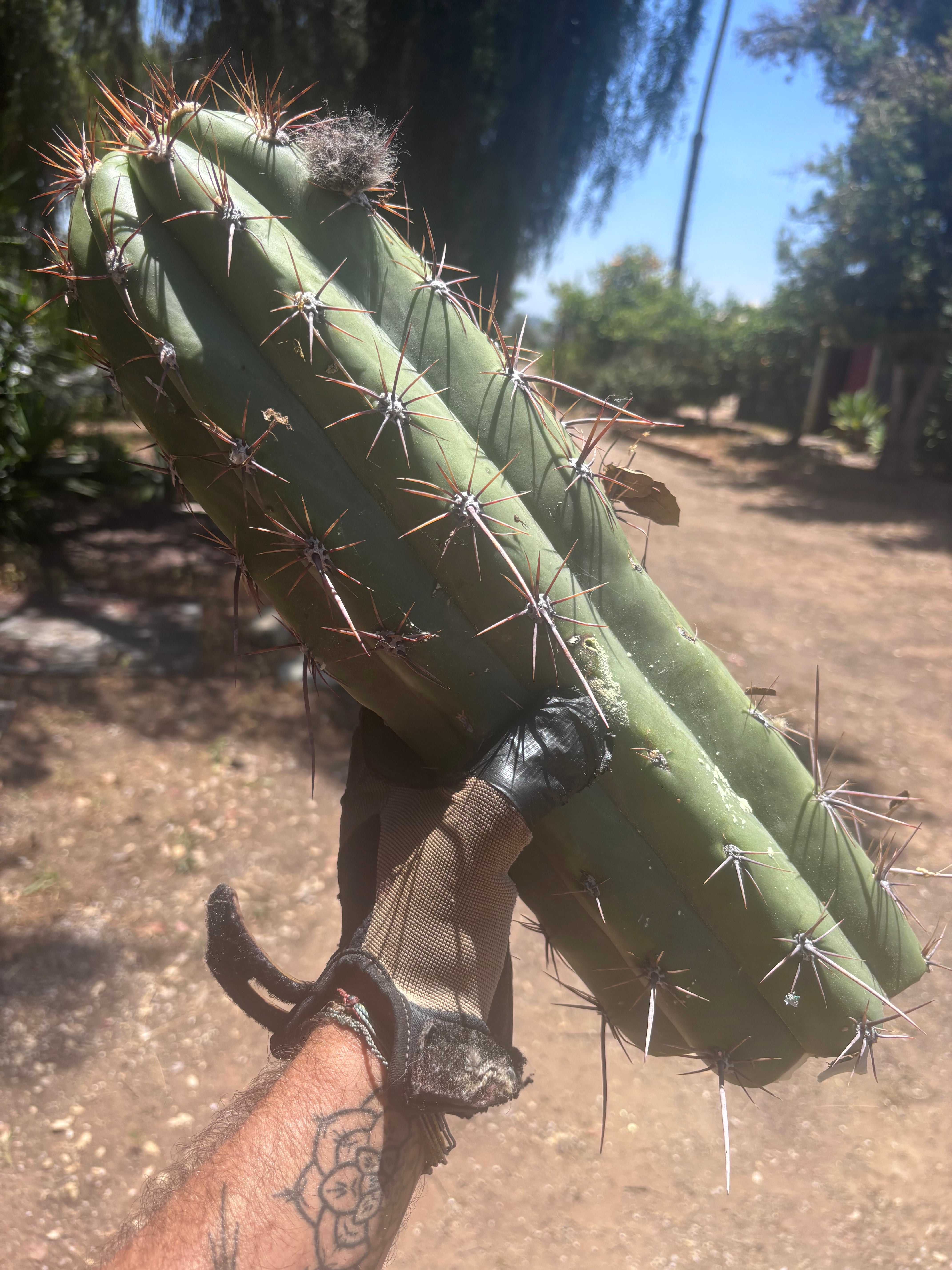 💎💎 Taquimbalensis — MASSIVE 18” Tip
