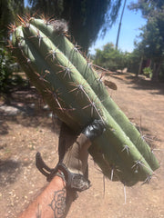 💎💎 Taquimbalensis — MASSIVE 18” Tip