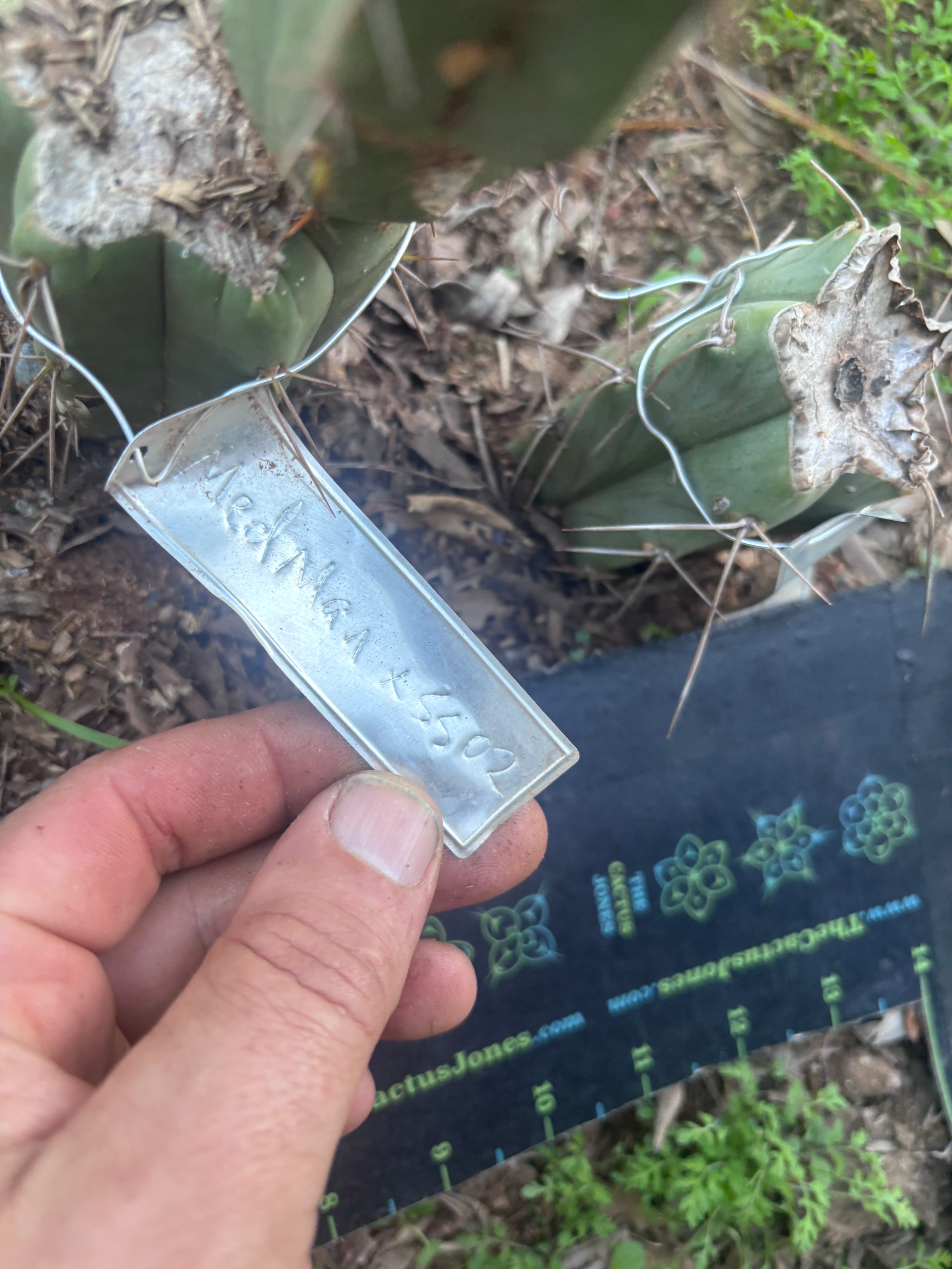 🌶️ Medicine Man x SS02  — 10” Tip