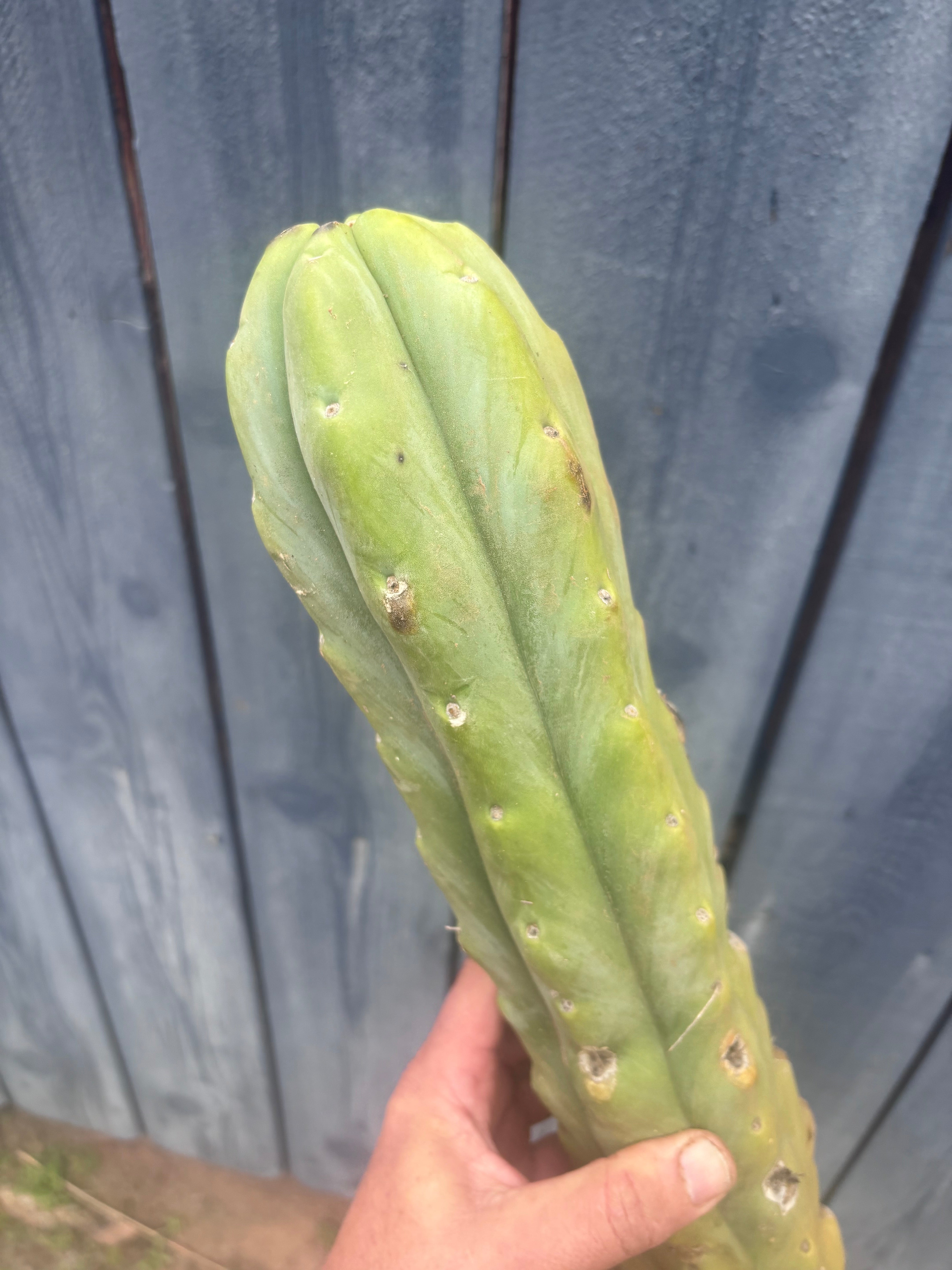 👑🌶️🌶️  Jiimz Twin Spine — XL Mature 15” Tips (Restocked)