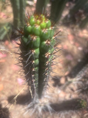 👑 SS04 — 13” Pup