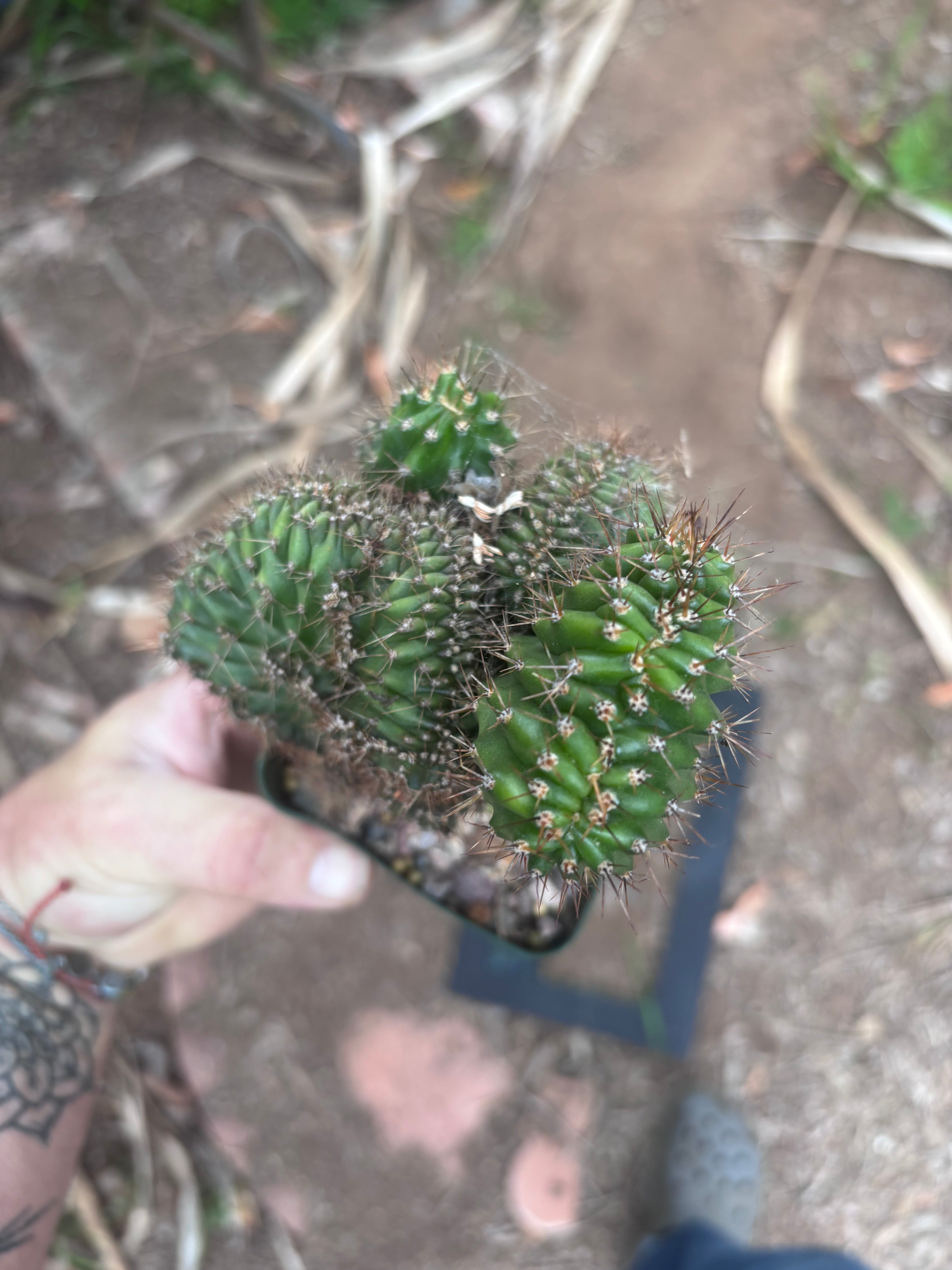 💎👑 Austin — Rooted 5” x 4” Crest (Whole)