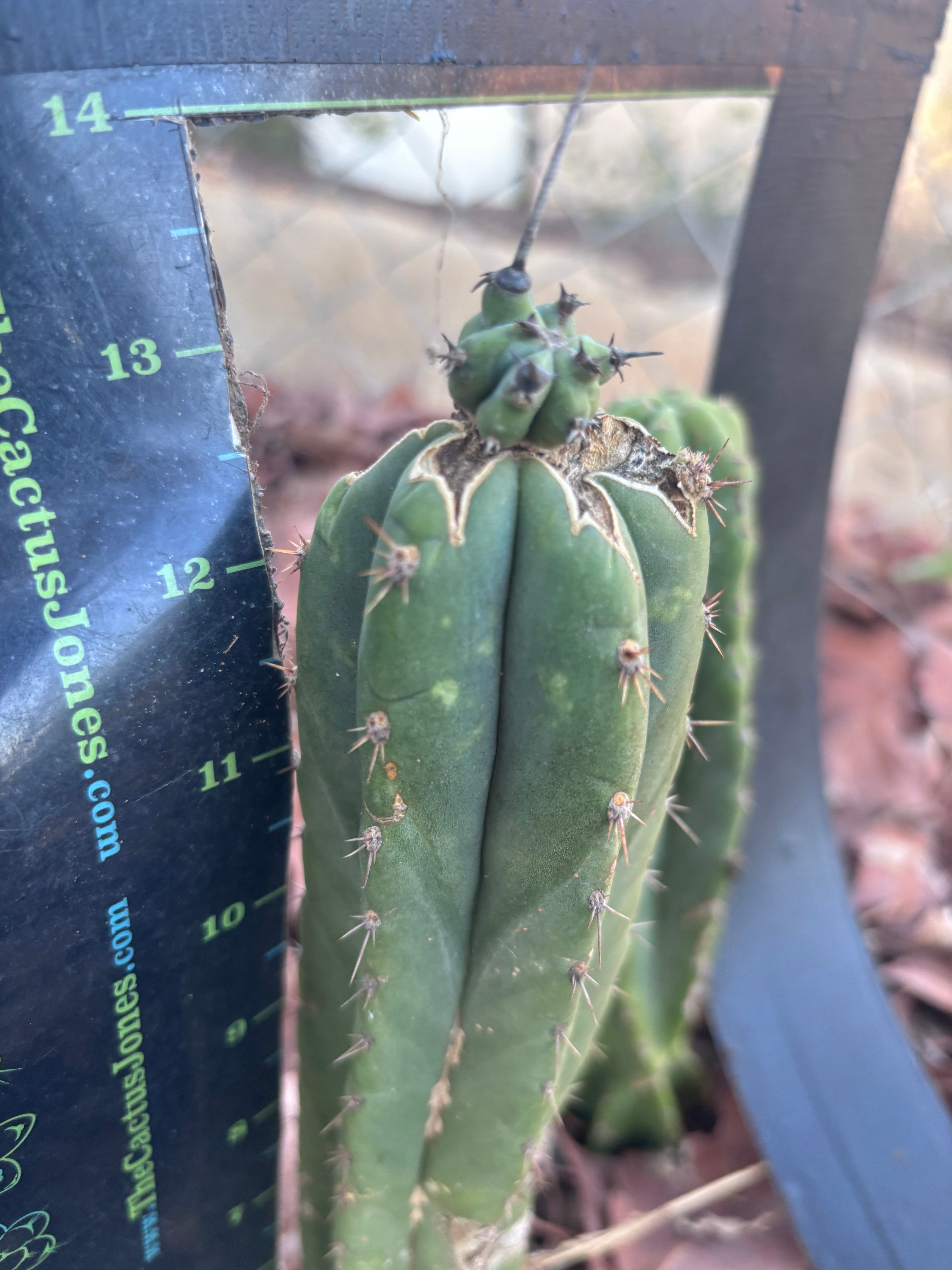 🦄 👑 M Stacker — Fully Rooted Graft