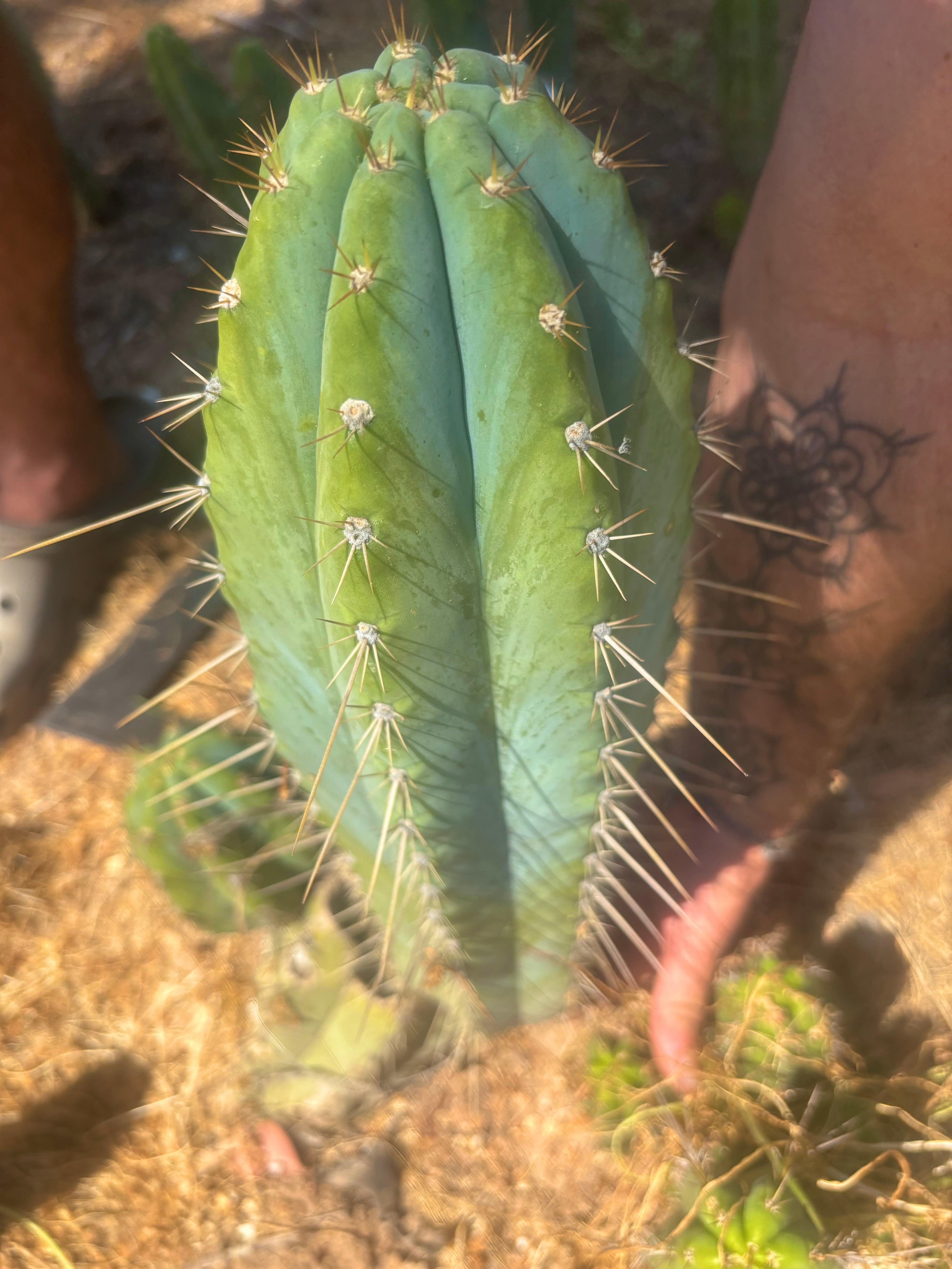 👑💎 Rimac — XXL 17” Melon Pup