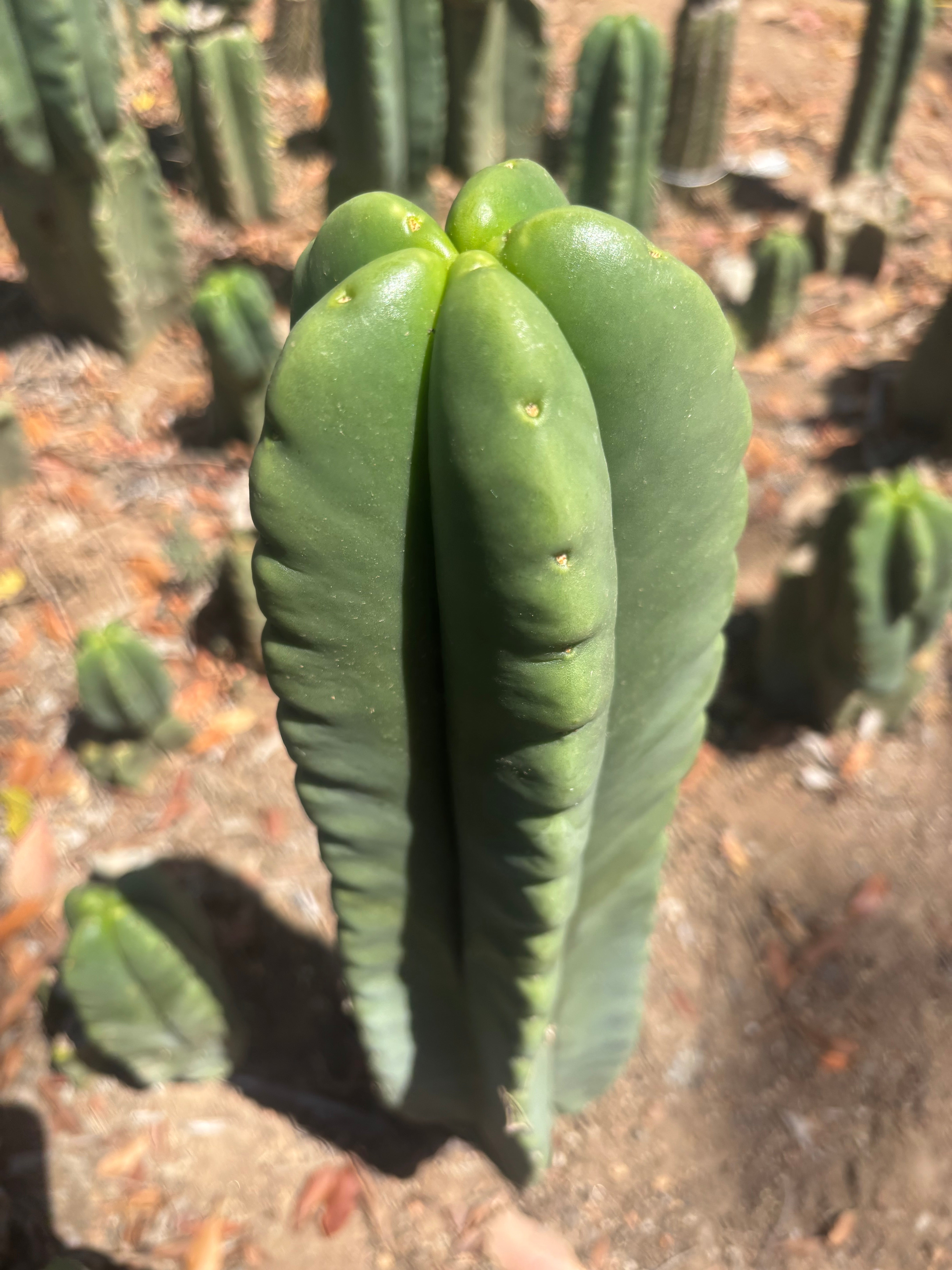 💎👑🌶️ Ferah — 9” Tip