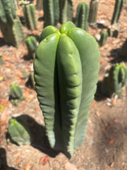 💎👑🌶️ Ferah — 9” Tip
