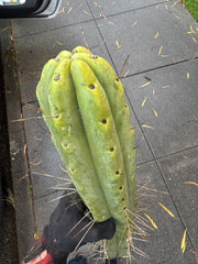 👑💎🌶️🌶️ Eileen — Max Girth 12” Tips (Restocked)