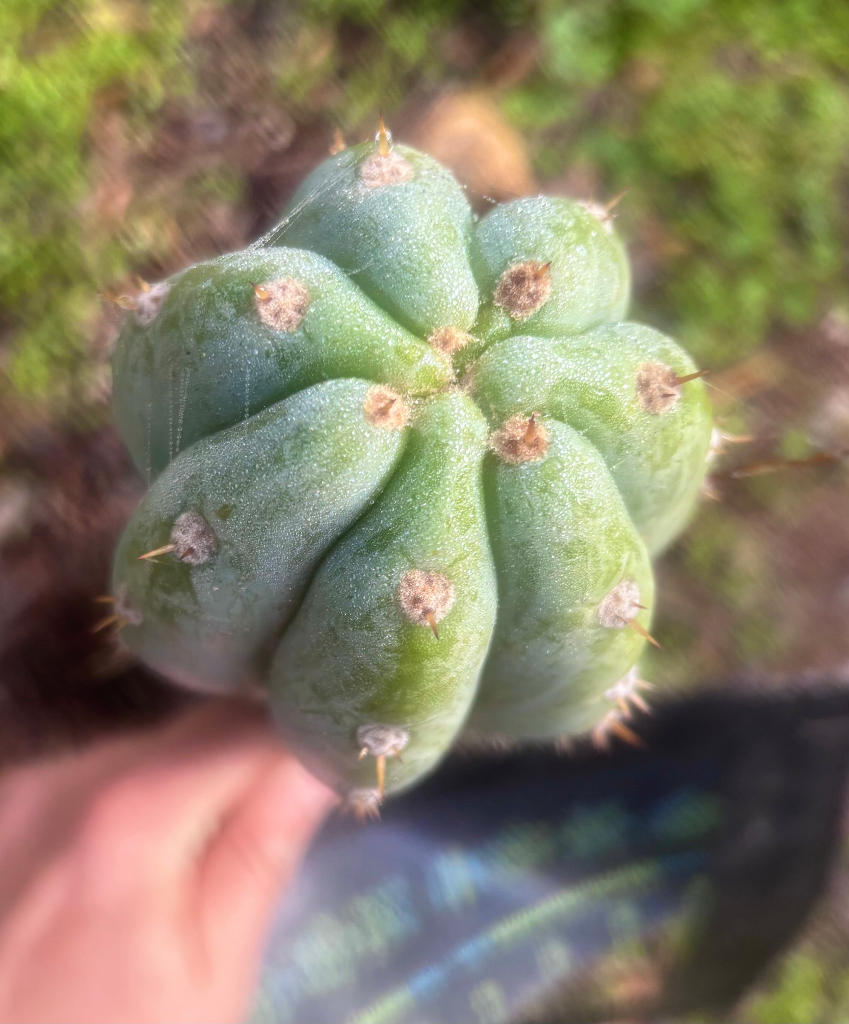 👑🌶️ Brian’s Blue Skies — 10” Tip