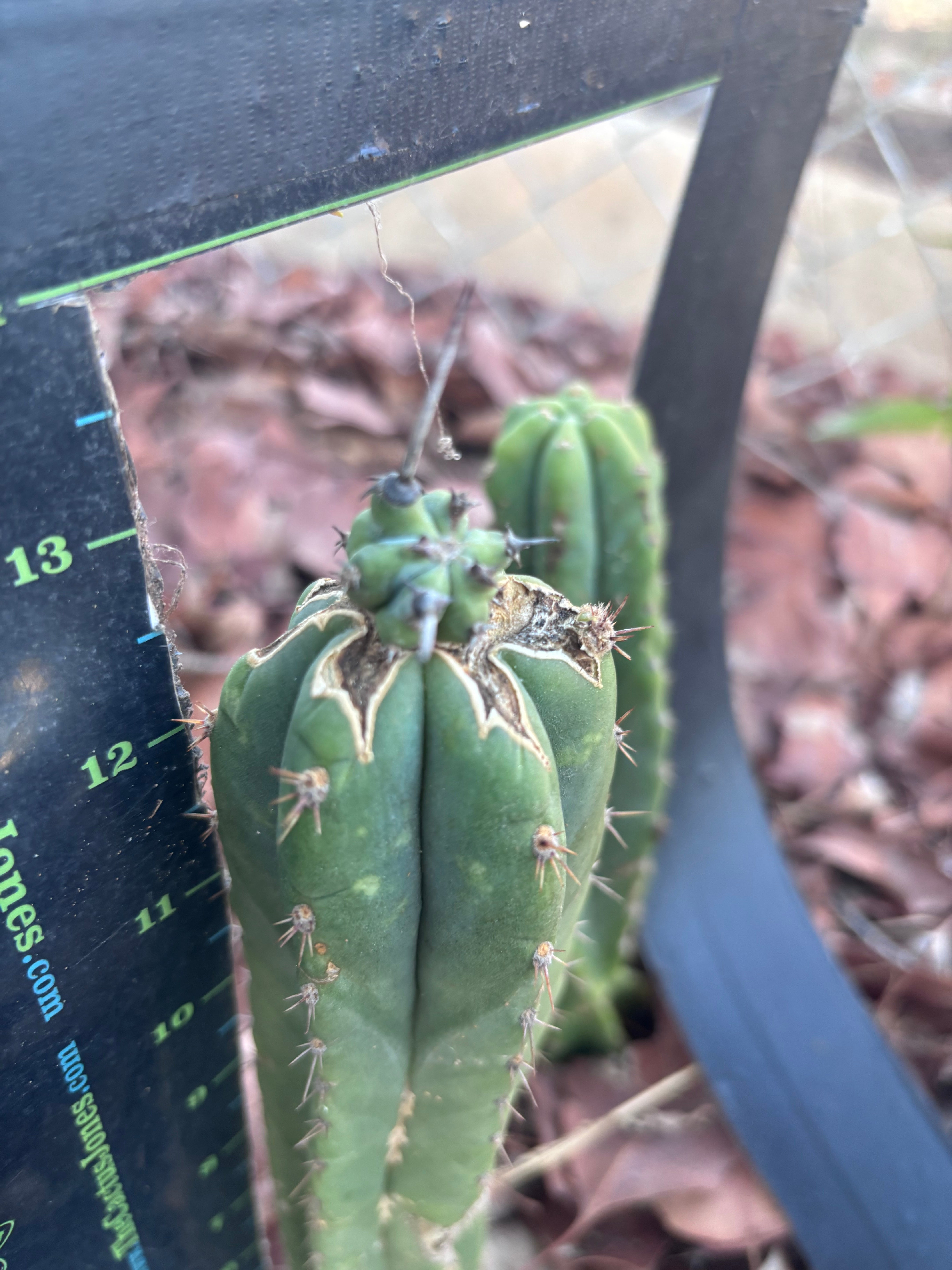 🦄 👑 M Stacker — Fully Rooted Graft