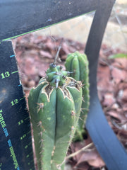 🦄 👑 M Stacker — Fully Rooted Graft