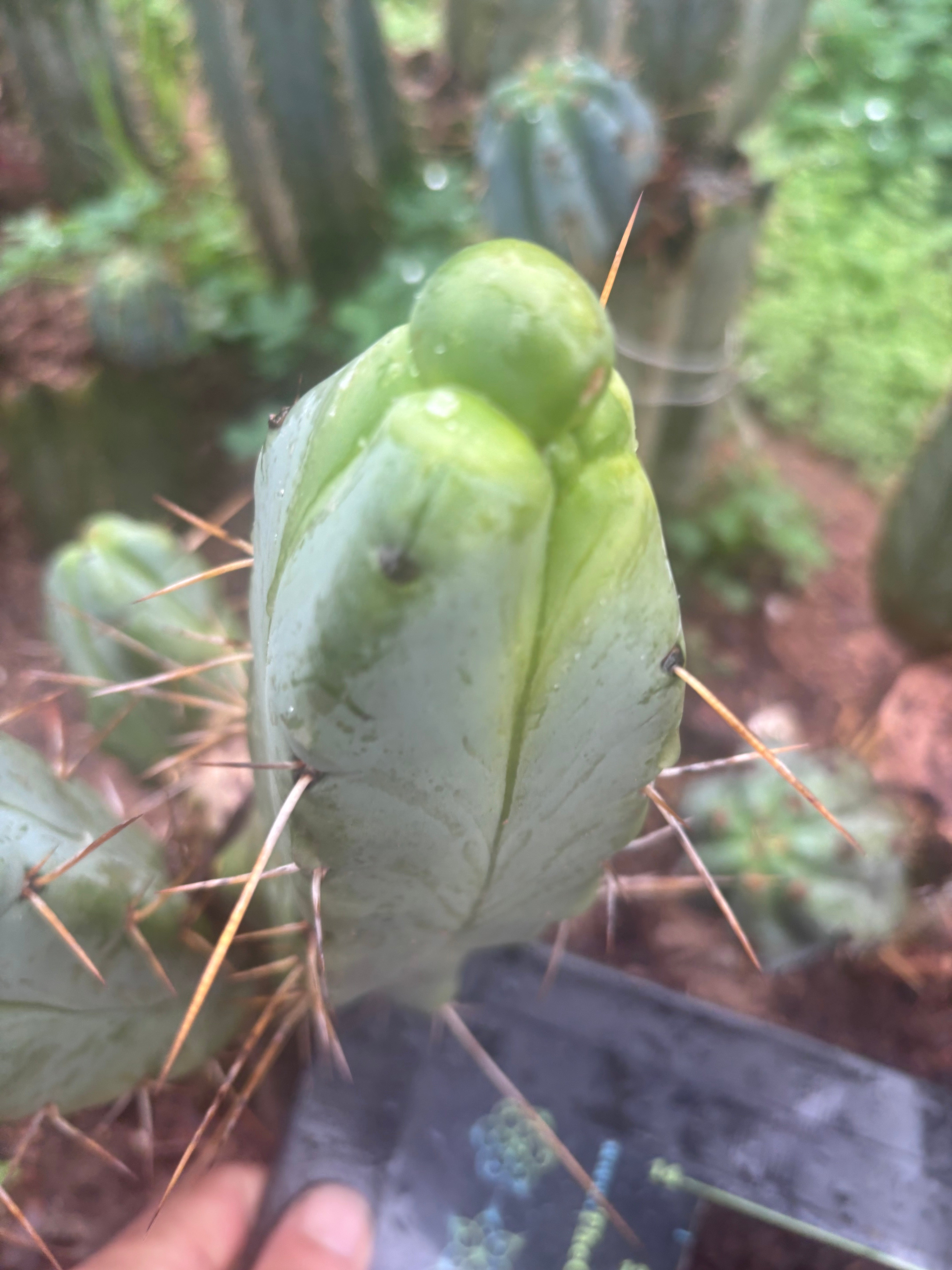 💎👑💎🌶️ Monster De Cota Cota — 8” Pup