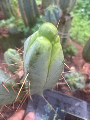 💎👑💎🌶️ Monster De Cota Cota — 8” Pup