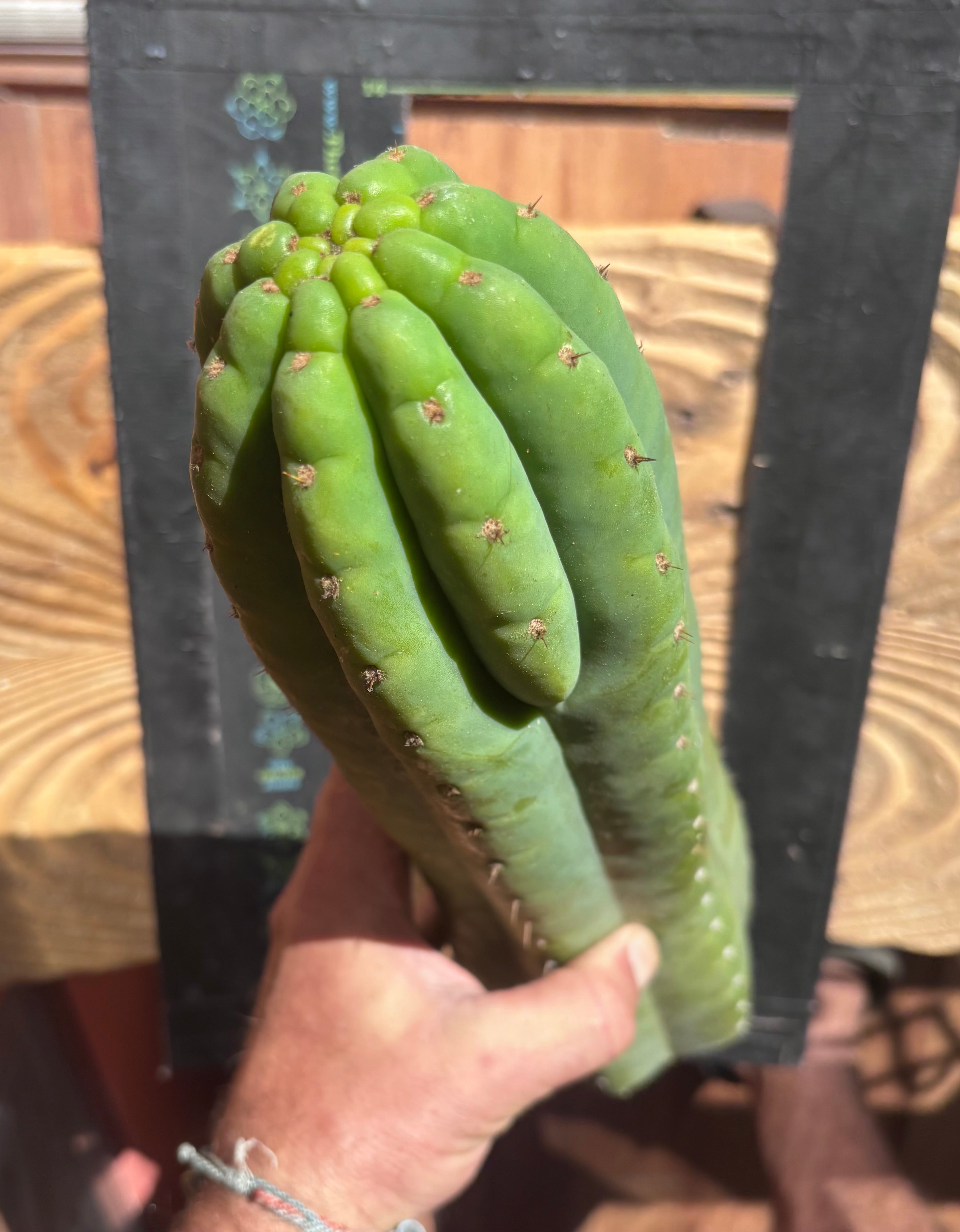 👑🌶️ Juuls Giant — XL 15” Tip