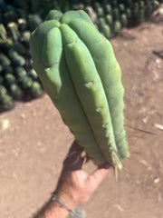👑💎🌶️🌶️ Eileen — 15” Mega Tip