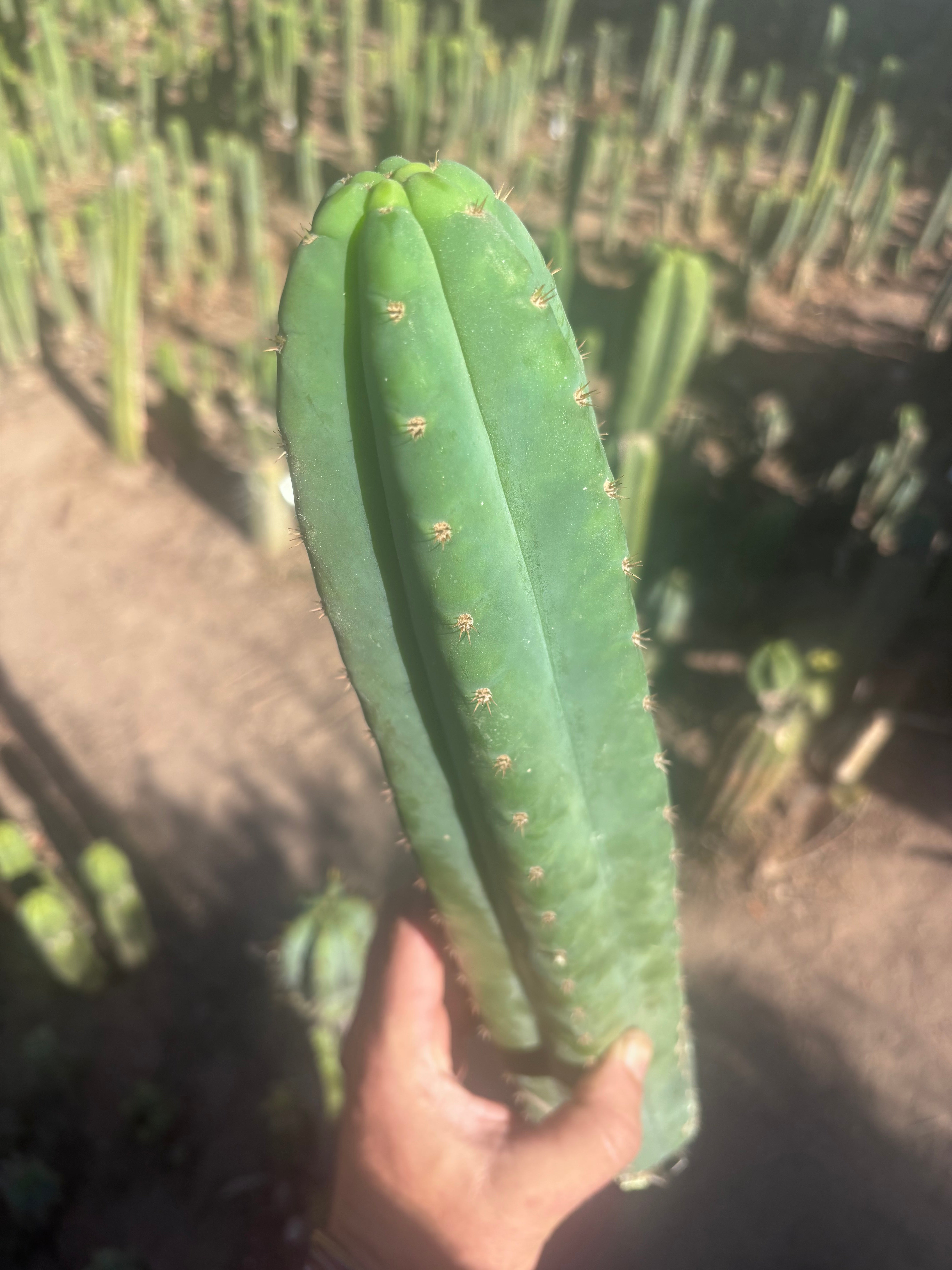 👑🌶️ Ventucky Blue — XL 17” Pups