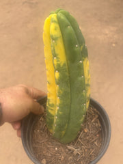 💎🔰💎💎 FVV3  — Fully Rooted 8” Pup