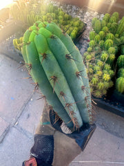 👑💎 Rimac Valley — Gorgeous 13” Tip