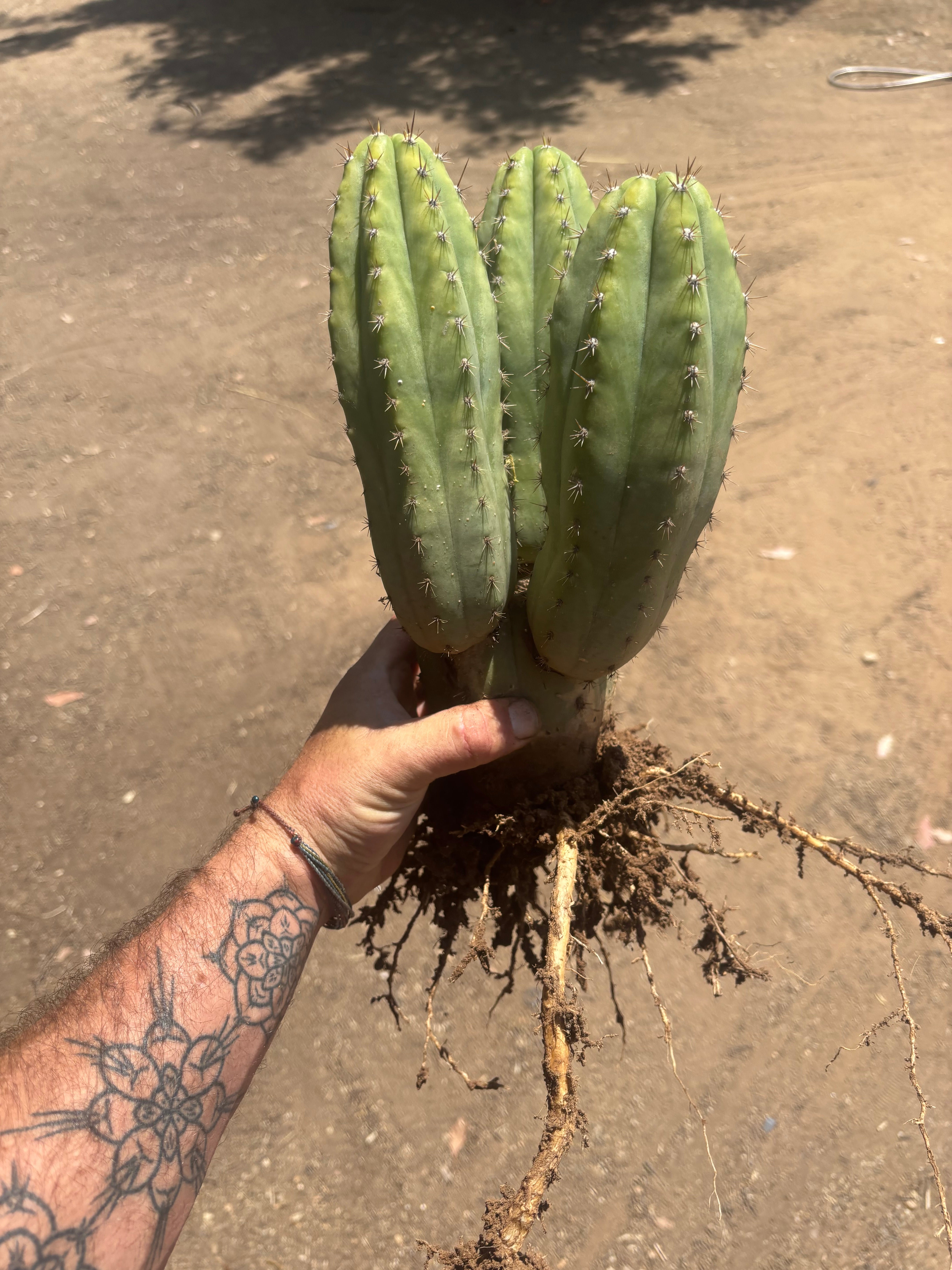 👑🌶️ Shine01 — Triple Pupped Mid with Crazy Roots