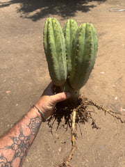 👑🌶️ Shine01 — Triple Pupped Mid with Crazy Roots