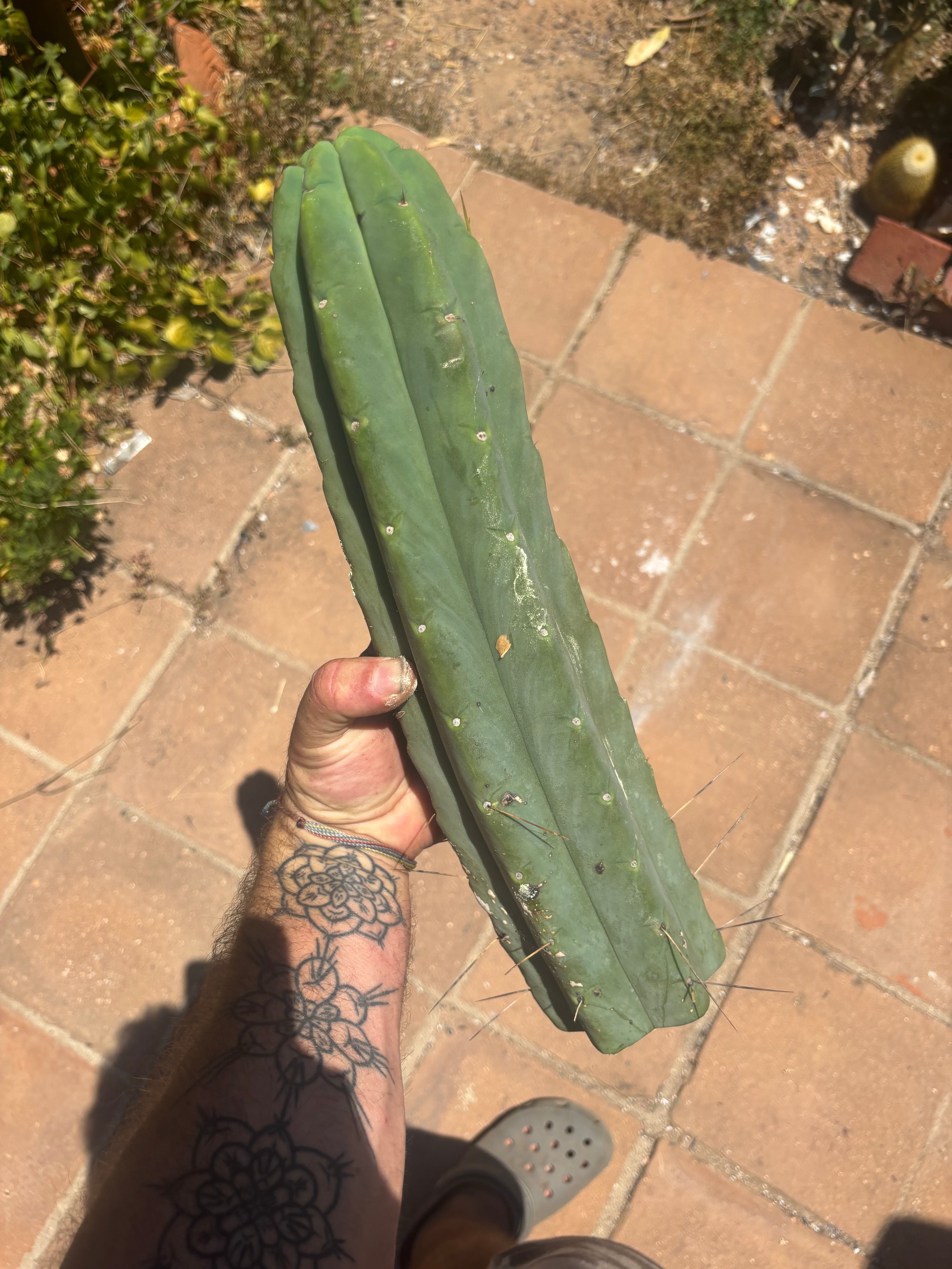 👑💎🌶️🌶️ Eileen — 16” Mega Tip (Blemish Discount)