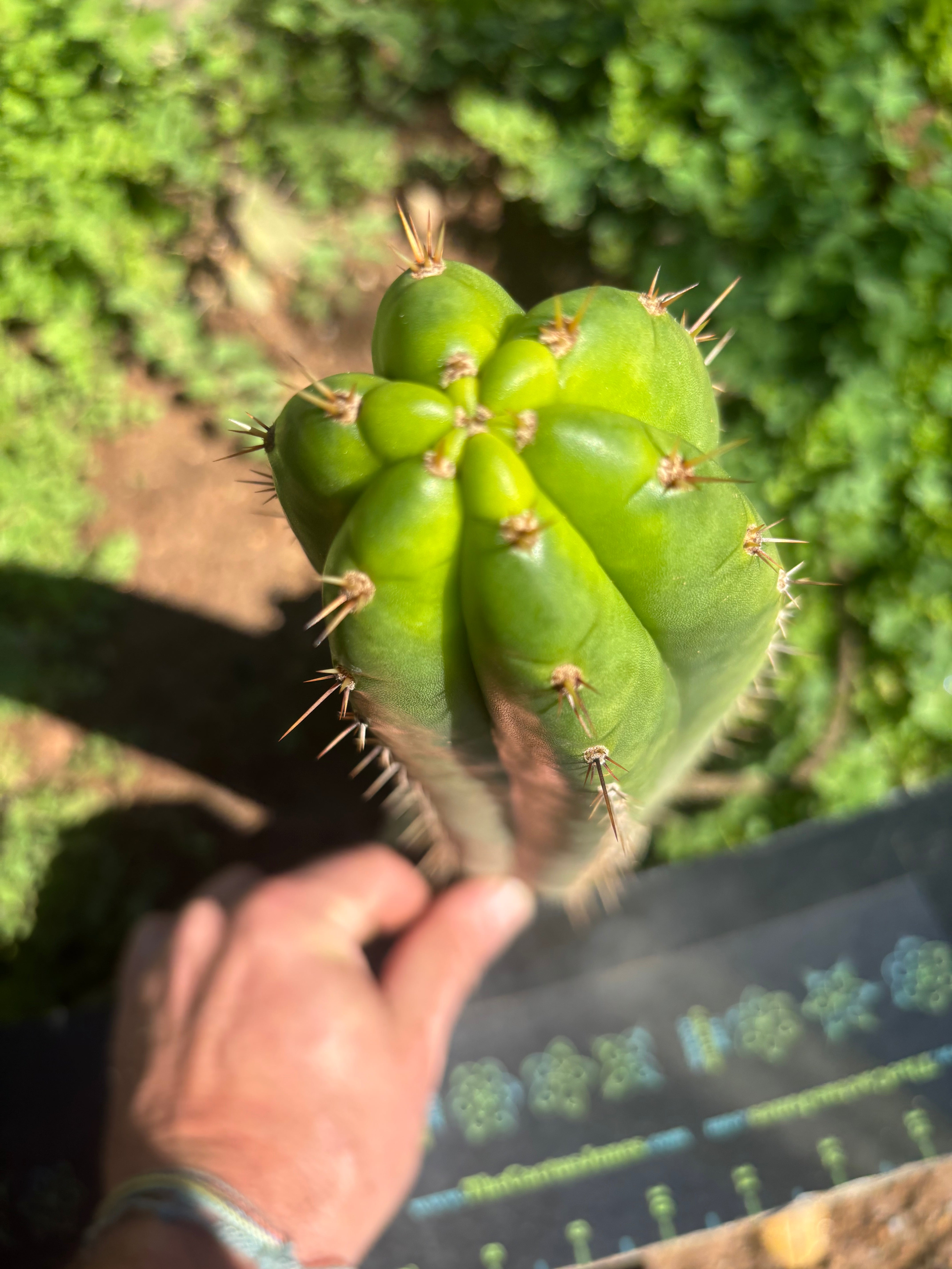 👑🌶️ Torres & Torres — 10” Tip