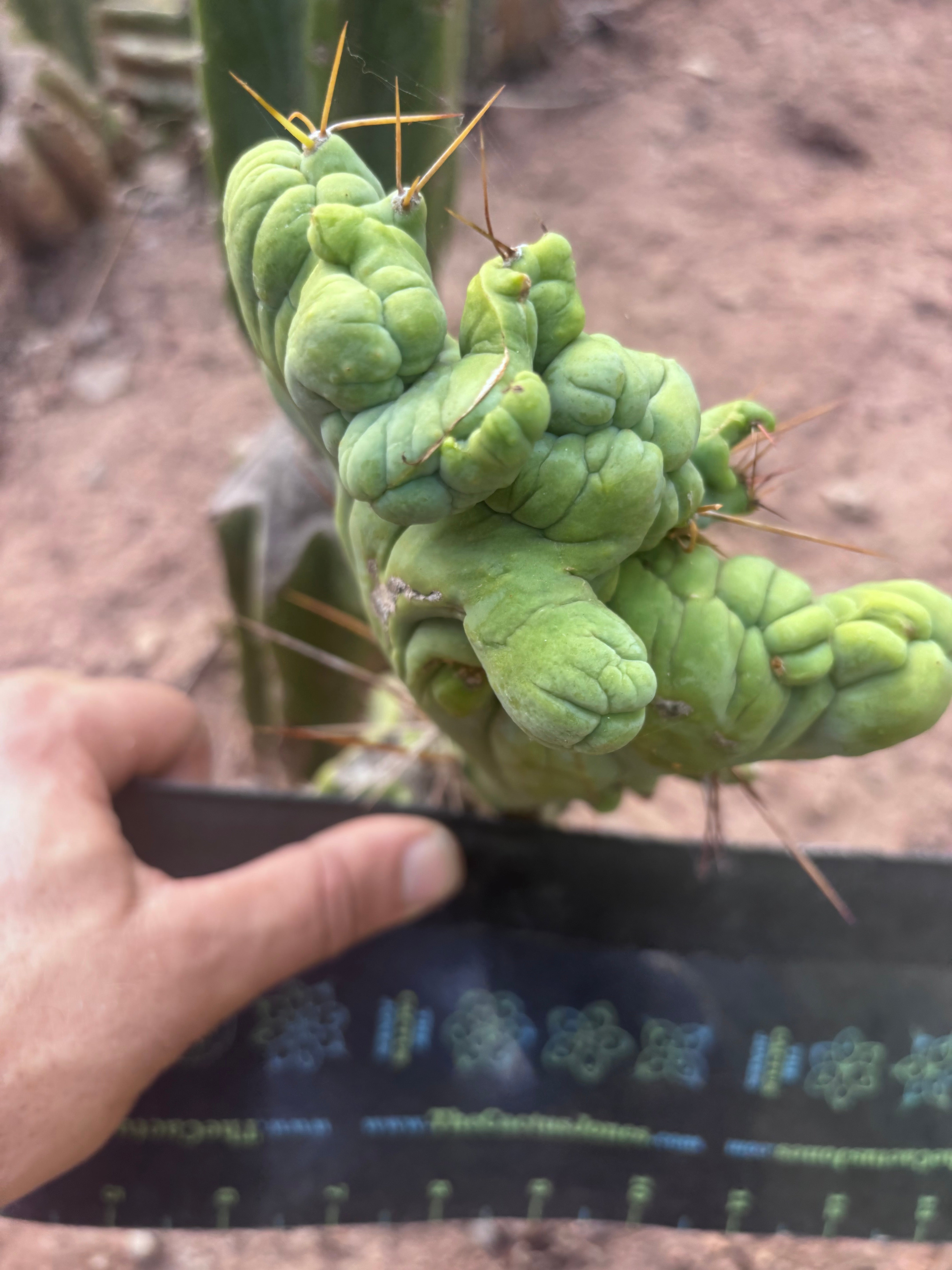 👑💎🌶️🌶️ TBMC — 6” x 7” Crest