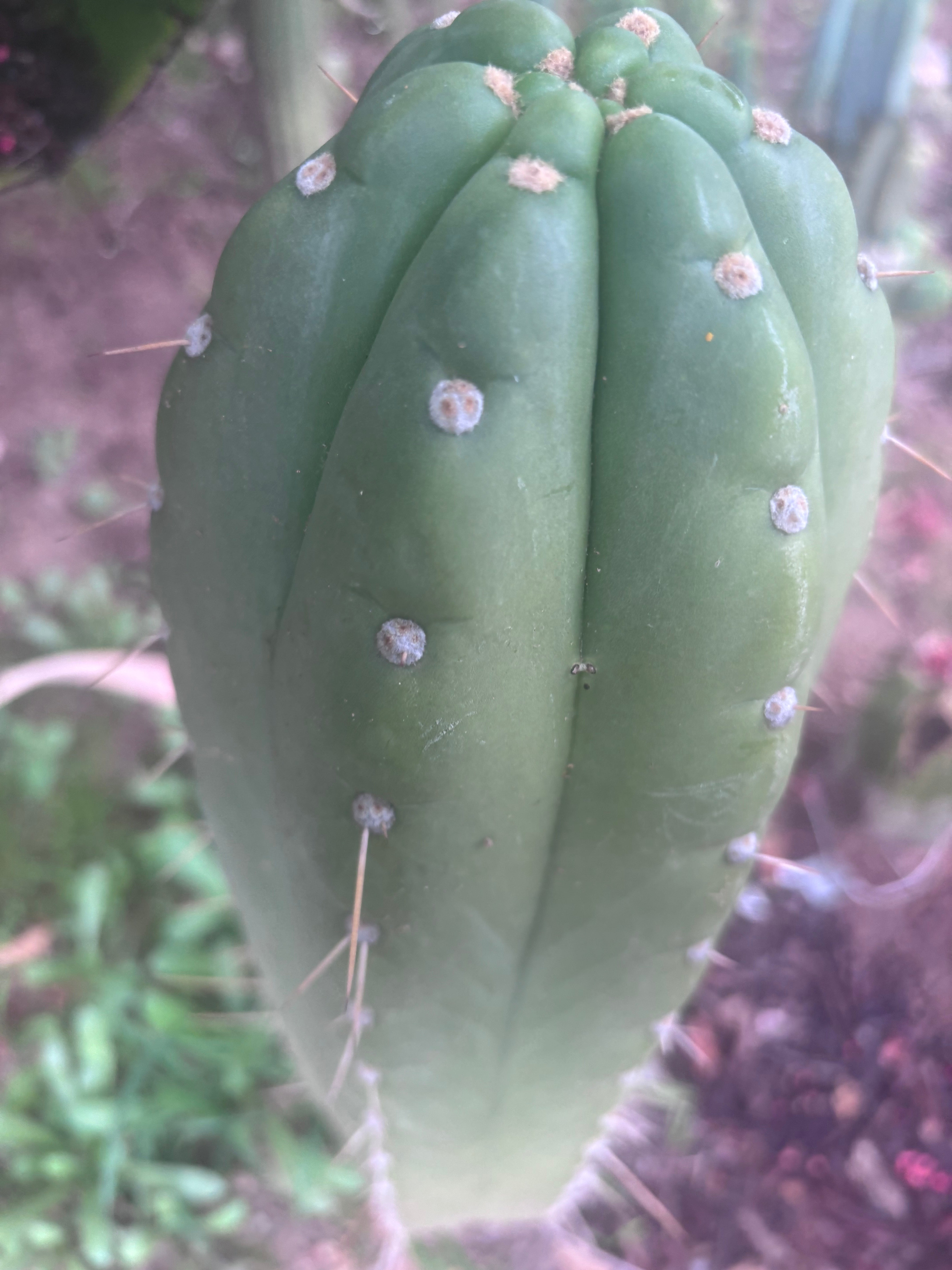 💎👑🌶️ Maranonensis — GIRTHY 10” Tip