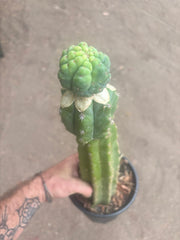 💎👑💎 Havran — XL Established Graft on Rooted 15” PC