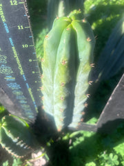 🌶️🌶️ NoidTwo — 11” Pup